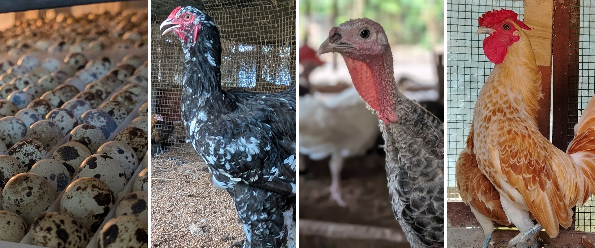 Exotic Animals, Eggs & Equipment